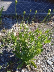 Papaver somniferum setigerum