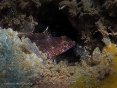 Malacoctenus macropus