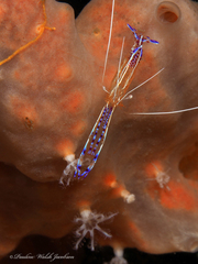 Ancylomenes pedersoni