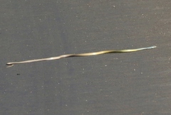 Masticophis bilineatus