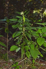 Asclepias nivea