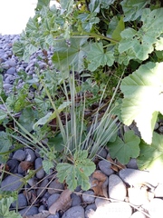 Helictotrichon sempervirens