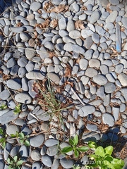 Helictotrichon sempervirens