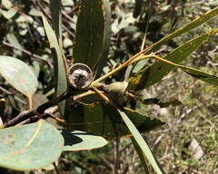 Eucalyptus cosmophylla