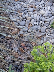 Helictotrichon sempervirens