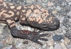 Heloderma suspectum