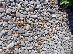 Helictotrichon sempervirens