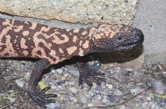 Heloderma suspectum