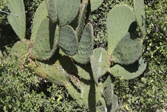 Opuntia laevis