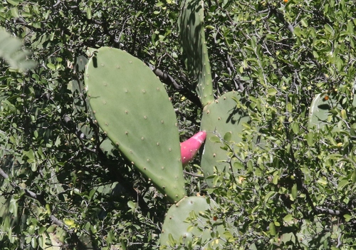 tulip pricklypear (Opuntia laevis)