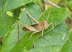 Schistocerca camerata