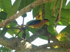 Cossypha niveicapilla