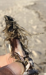 Spiochaetopterus costarum