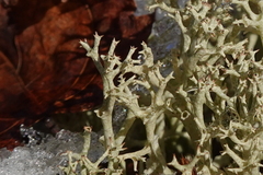 Cladonia uncialis