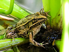 Lithobates magnaocularis
