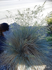 Helictotrichon sempervirens