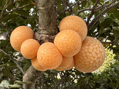 Cyttaria hariotii