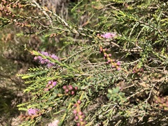 Melaleuca decussata