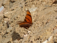 Dryadula phaetusa