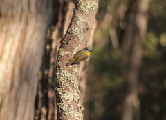 Eopsaltria australis australis