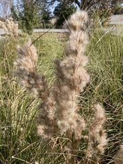 Andropogon glomeratus