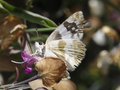 Heliopetes domicella