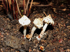 Cystolepiota