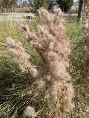 Andropogon glomeratus