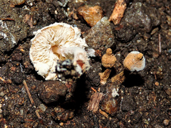 Cystolepiota