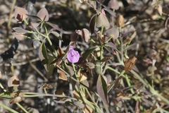 Dicliptera resupinata