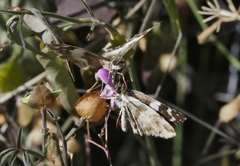 Heliopetes domicella