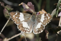 Heliopetes domicella