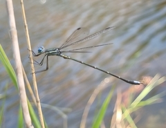 Lestes plagiatus