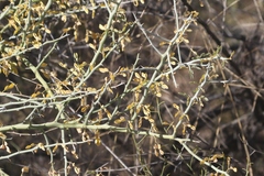 Parkinsonia florida