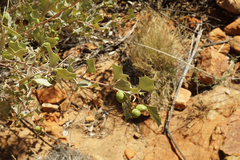 Grevillea wickhamii