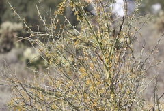 Parkinsonia florida