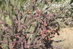 Cylindropuntia thurberi