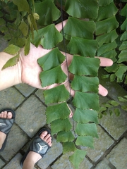 Adiantum macrophyllum