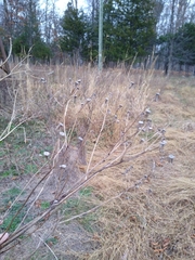 Vernonia noveboracensis
