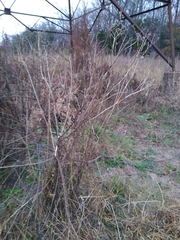 Vernonia noveboracensis