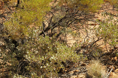 Grevillea wickhamii