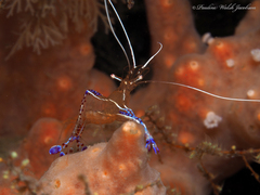 Ancylomenes pedersoni