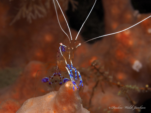 Photo of Pederson's cleaner shrimp (Ancylomenes pedersoni)