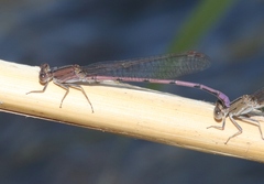 Argia pallens