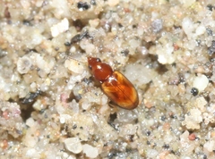 Elaphropus