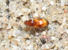 Elaphropus