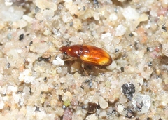 Elaphropus