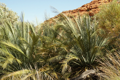 Macrozamia macdonnellii