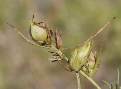 Craspedolepta lapsus