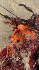 Botrylloides violaceus